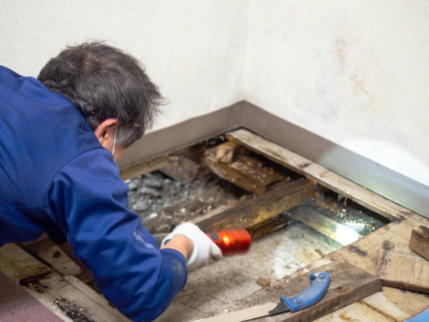 Best Crawl Space Mold Removal  in Burlington, VT