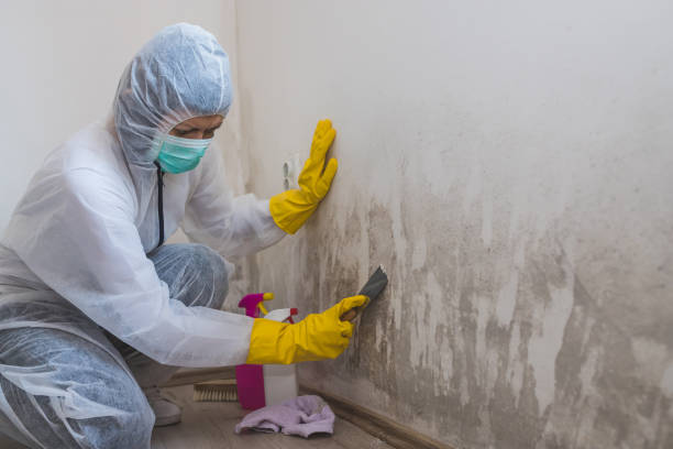 Best Mold Cleaning Services  in Burlington, VT