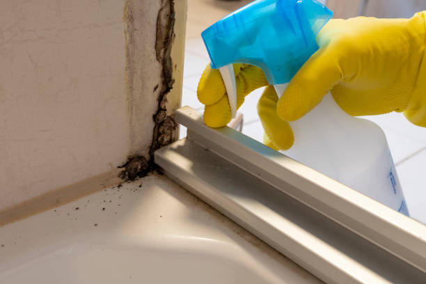 Best Home Mold Removal  in Burlington, VT