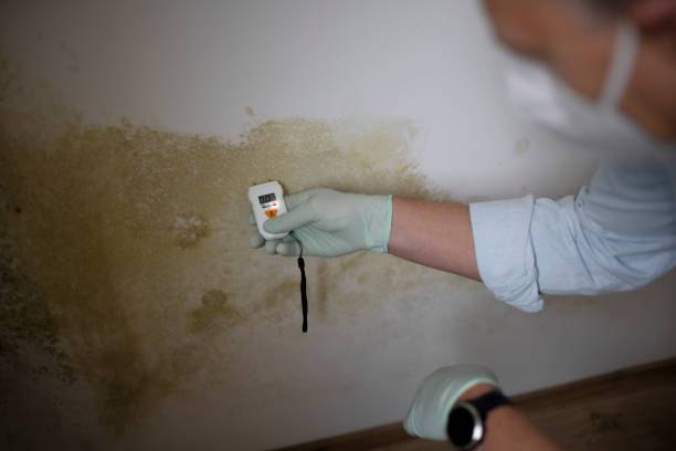 Best Home Mold Removal  in Burlington, VT