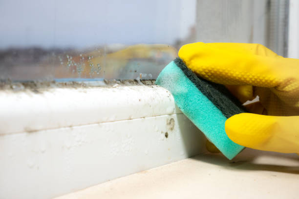 Best Mold Removal Company Near Me  in Burlington, VT