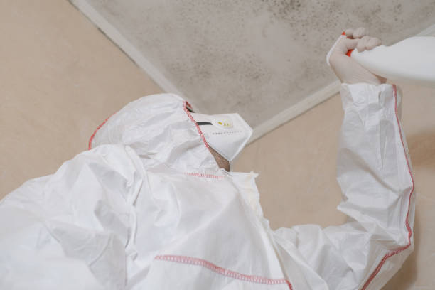 Best Toxic Mold Removal  in Burlington, VT