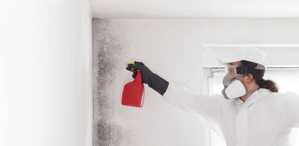 Best Mold Removal Specialists  in Burlington, VT