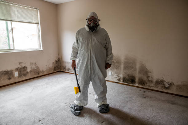 Best Toxic Mold Removal  in Burlington, VT