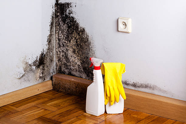 Best Residential Mold Removal  in Burlington, VT