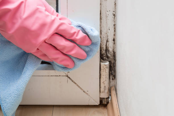 Best Mold Remediation  in Burlington, VT