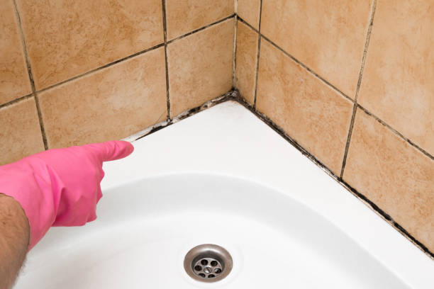 Best Mold Cleaning Services  in Burlington, VT